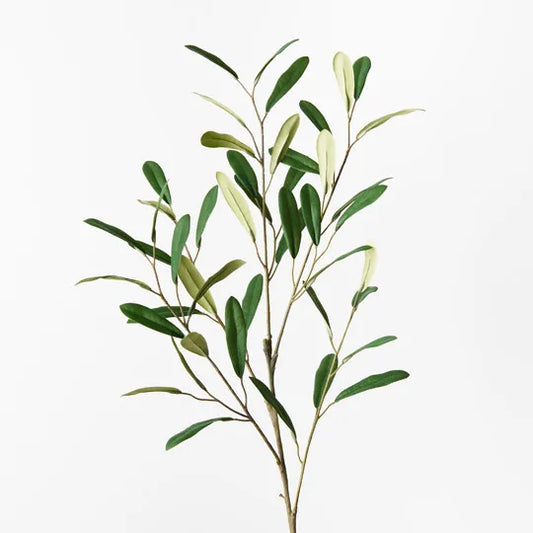 Olive Leaf Spray