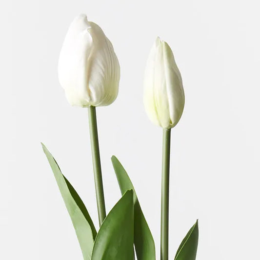 Tulip Bud & Bloom