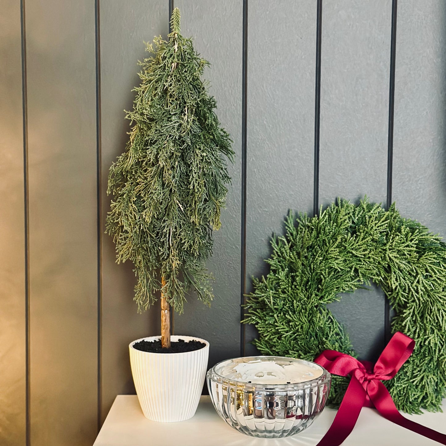 Tree Pine Cypress in pot Green 50cmh