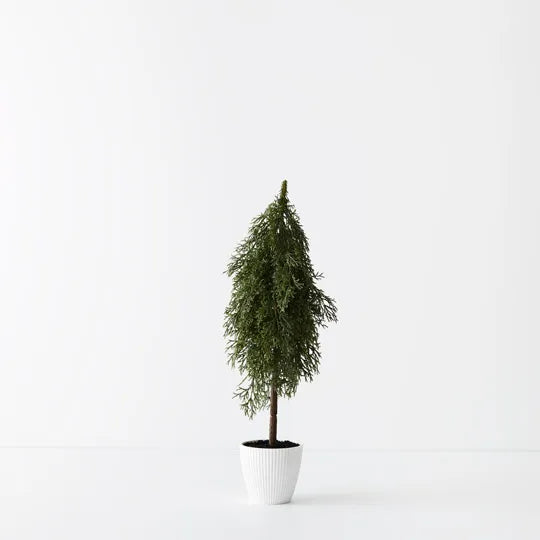 Tree Pine Cypress in pot Green 50cmh