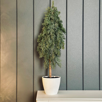 Tree Pine Cypress in pot Green 50cmh