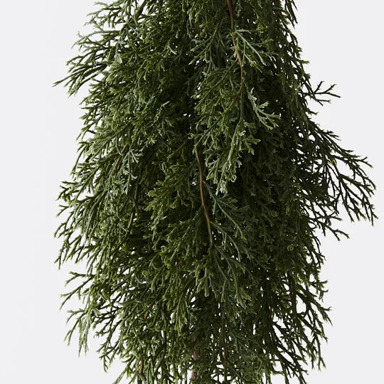 Tree Pine Cypress in pot Green 50cmh