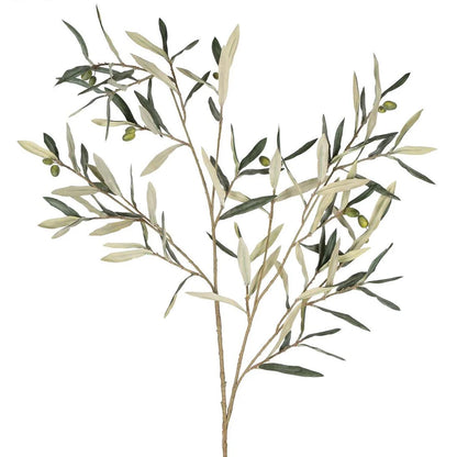 Olive Branch